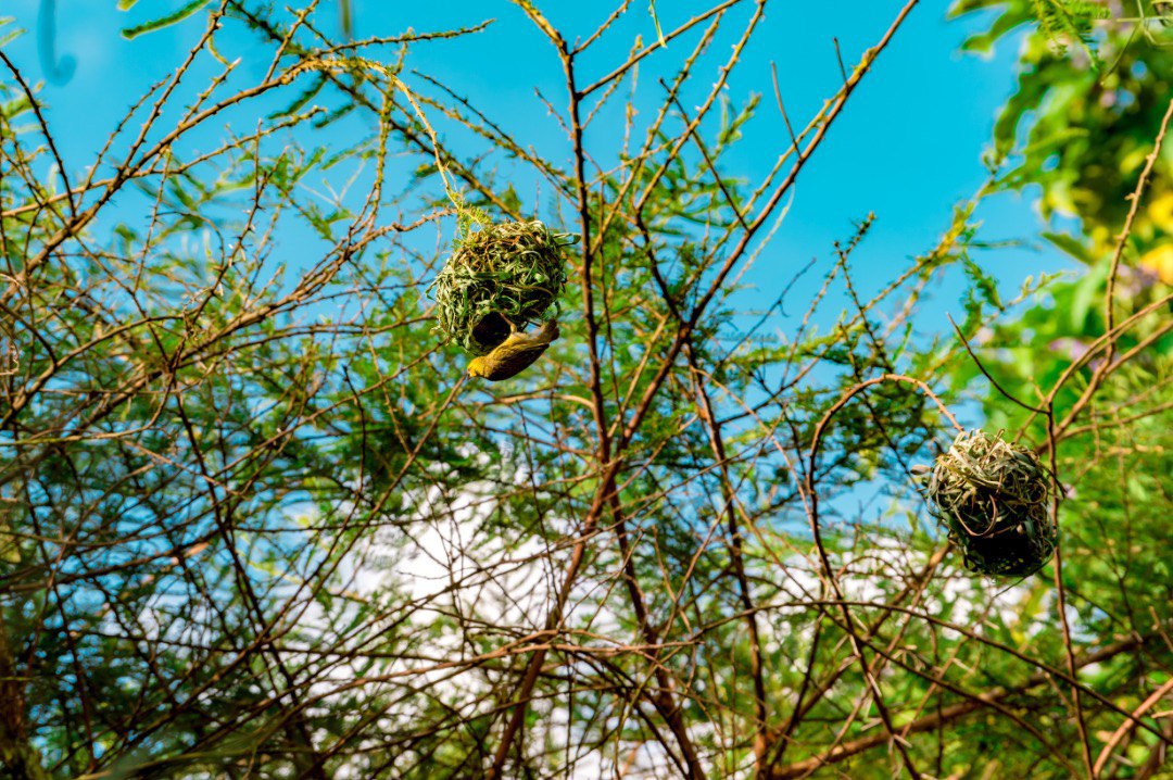 Kivu Heritage Tours — Redefining Rwanda’s Travel Experience